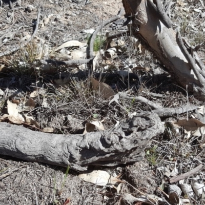 Papyrius nitidus (Shining Coconut Ant) at Symonston, ACT - 17 Sep 2018 by Mike