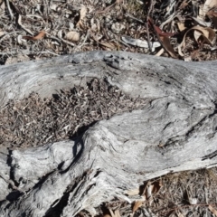 Papyrius nitidus (Shining Coconut Ant) at Symonston, ACT - 17 Sep 2018 by Mike