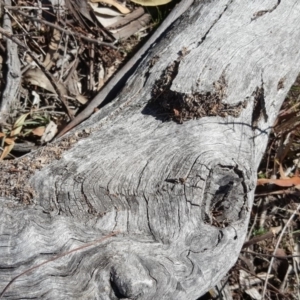 Papyrius nitidus at Symonston, ACT - suppressed