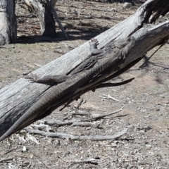 Pogona barbata (Eastern Bearded Dragon) at Symonston, ACT - 17 Sep 2018 by Mike