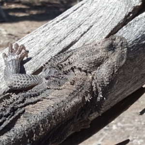 Pogona barbata at Symonston, ACT - 17 Sep 2018