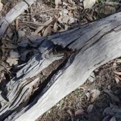 Papyrius nitidus (Shining Coconut Ant) at Symonston, ACT - 17 Sep 2018 by Mike