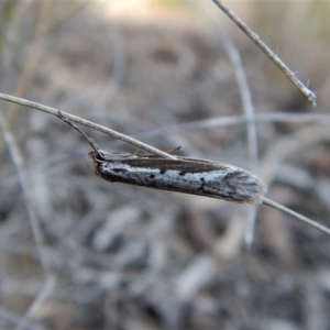 Philobota stella at Cook, ACT - 12 Sep 2018 03:38 PM