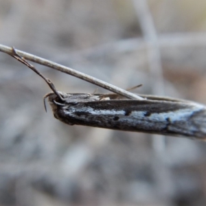 Philobota stella at Cook, ACT - 12 Sep 2018 03:38 PM