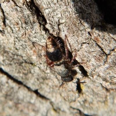 Mutillidae (family) (Unidentified Mutillid wasp or velvet ant) at Cook, ACT - 12 Sep 2018 by CathB