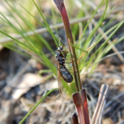 Iridomyrmex sp. (genus) (Ant) at Cook, ACT - 12 Sep 2018 by CathB