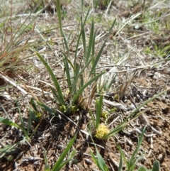 Lomandra bracteata (Small Matrush) at Mount Painter - 15 Sep 2018 by CathB