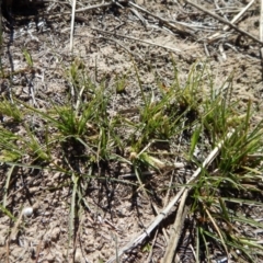 Carex breviculmis (Short-Stem Sedge) at Mount Painter - 16 Sep 2018 by CathB