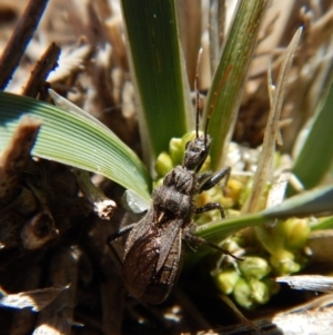 Reduviidae (family) at Cook, ACT - 16 Sep 2018 12:45 PM