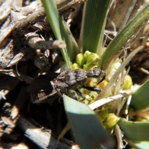 Reduviidae (family) at Cook, ACT - 16 Sep 2018 12:45 PM