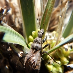 Reduviidae (family) at Cook, ACT - 16 Sep 2018 12:45 PM