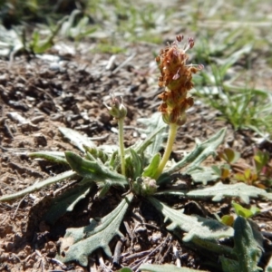 Plantago varia at Cook, ACT - 16 Sep 2018