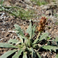 Plantago varia at Cook, ACT - 16 Sep 2018 12:48 PM