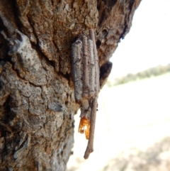 Clania ignobilis (Faggot Case Moth) at Cook, ACT - 16 Sep 2018 by CathB