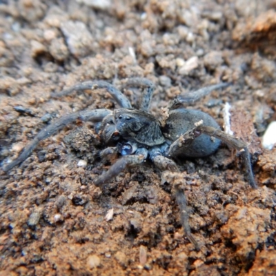 Lycosidae (family) (Unidentified wolf spider) at Cook, ACT - 16 Sep 2018 by CathB