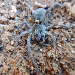 Lycosidae (family) at Cook, ACT - 16 Sep 2018 02:55 PM