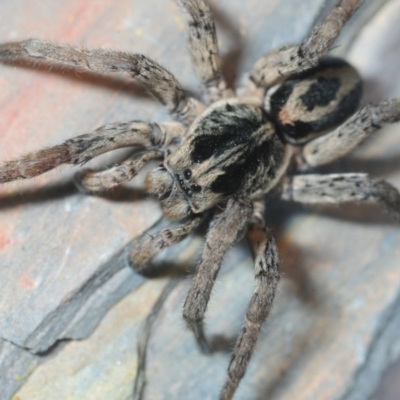 Venatrix sp. (genus) (Unidentified Venatrix wolf spider) at Belconnen, ACT - 11 Sep 2018 by Harrisi