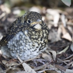 Zoothera lunulata (Bassian Thrush) at Acton, ACT - 17 Sep 2018 by AlisonMilton