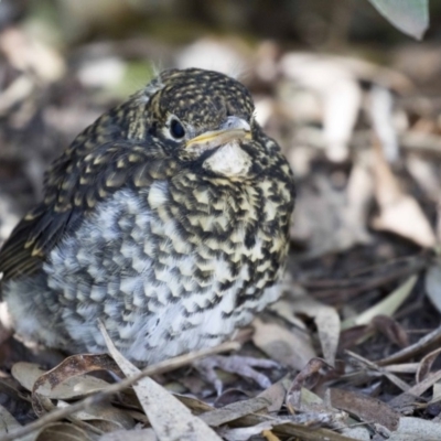 Zoothera lunulata (Bassian Thrush) at Acton, ACT - 17 Sep 2018 by AlisonMilton