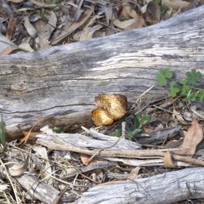 Lentinus arcularius (Fringed Polypore) at Ainslie, ACT - 17 Sep 2018 by jb2602