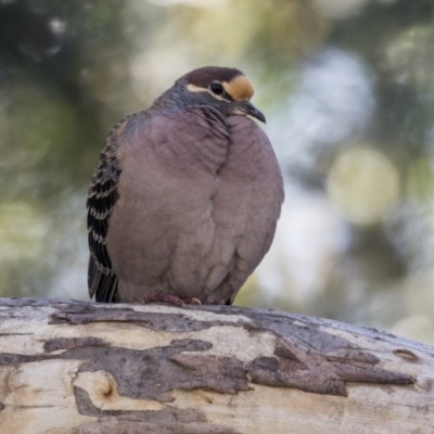 Phaps chalcoptera (Common Bronzewing) at Acton, ACT - 17 Sep 2018 by AlisonMilton