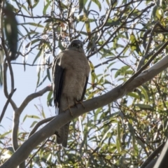 Accipiter cirrocephalus (Collared Sparrowhawk) at Acton, ACT - 16 Sep 2018 by Alison Milton