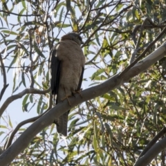 Accipiter cirrocephalus at Acton, ACT - 17 Sep 2018