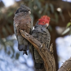 Callocephalon fimbriatum (Gang-gang Cockatoo) at Acton, ACT - 17 Sep 2018 by AlisonMilton