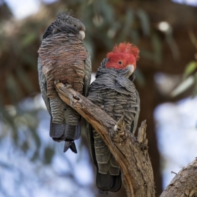 Callocephalon fimbriatum (Gang-gang Cockatoo) at Acton, ACT - 17 Sep 2018 by AlisonMilton