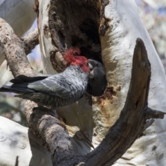 Callocephalon fimbriatum at Acton, ACT - suppressed