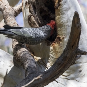 Callocephalon fimbriatum at Acton, ACT - suppressed