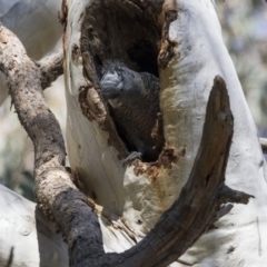 Callocephalon fimbriatum at Acton, ACT - suppressed