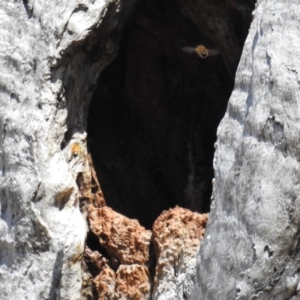 Apis mellifera at Kambah, ACT - 16 Sep 2018