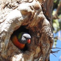 Trichoglossus moluccanus (Rainbow Lorikeet) at Kambah, ACT - 15 Sep 2018 by HelenCross