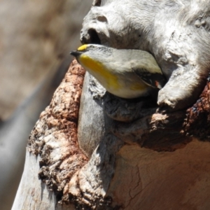 Pardalotus striatus at Kambah, ACT - 16 Sep 2018 11:41 AM