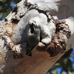 Pardalotus striatus at Kambah, ACT - 16 Sep 2018 11:41 AM
