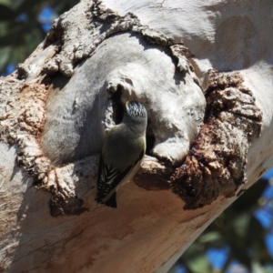 Pardalotus striatus at Kambah, ACT - 16 Sep 2018 11:41 AM