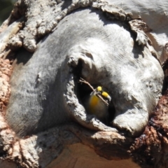 Pardalotus striatus at Kambah, ACT - 16 Sep 2018 11:41 AM