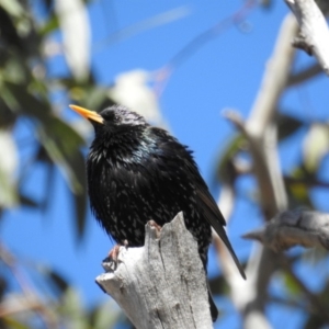 Sturnus vulgaris at Kambah, ACT - 16 Sep 2018