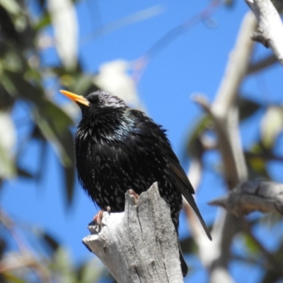 Sturnus vulgaris (Common Starling) at Kambah, ACT - 16 Sep 2018 by HelenCross