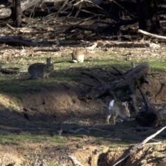 Oryctolagus cuniculus (European Rabbit) at Ainslie, ACT - 17 Sep 2018 by jbromilow50