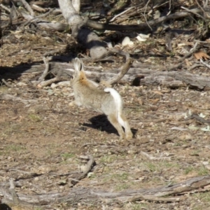 Oryctolagus cuniculus at Ainslie, ACT - 17 Sep 2018 04:59 PM