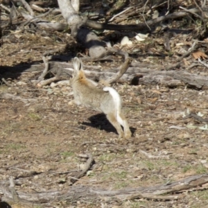 Oryctolagus cuniculus at Ainslie, ACT - 17 Sep 2018