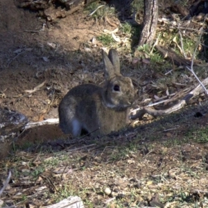 Oryctolagus cuniculus at Ainslie, ACT - 17 Sep 2018 04:59 PM
