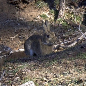 Oryctolagus cuniculus at Ainslie, ACT - 17 Sep 2018