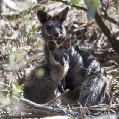 Wallabia bicolor (Swamp Wallaby) at Hackett, ACT - 17 Sep 2018 by AlisonMilton