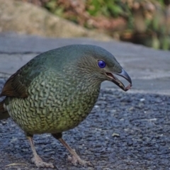 Ptilonorhynchus violaceus (Satin Bowerbird) at Acton, ACT - 16 Sep 2018 by roymcd