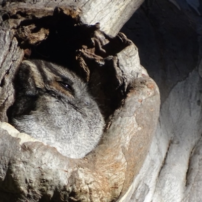 Aegotheles cristatus (Australian Owlet-nightjar) at Acton, ACT - 16 Sep 2018 by roymcd