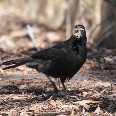 Corcorax melanorhamphos (White-winged Chough) at Hackett, ACT - 17 Sep 2018 by AlisonMilton