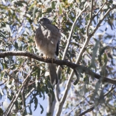 Accipiter cirrocephalus (Collared Sparrowhawk) at Hackett, ACT - 17 Sep 2018 by AlisonMilton